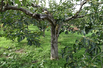 実り始めた青い柿 庄内柿