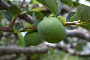 実り始めた青い柿 庄内柿