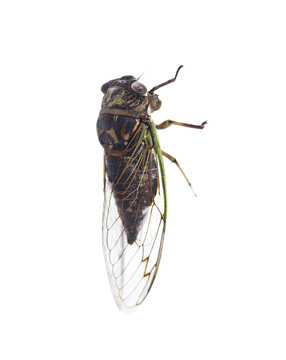 Annual Cicada - Tibicen canicularis