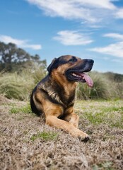 Beautiful large brown and black breedless dog lying on the grass. Perspective view and vertical format