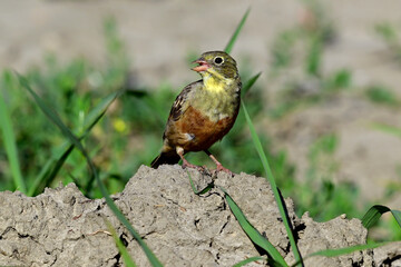 Ortolan (Emberiza hortulana) - Männchen // male
