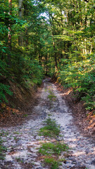 path in the woods