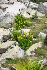 Pirin Mountain around Banderitsa River, Bulgaria