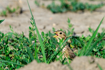 Ortolan (Emberiza hortulana) - Weibchen // female