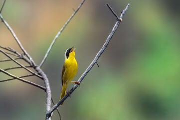 Common Yellowthroat, Geothlypis trichas, Perched and Singing on a Twig