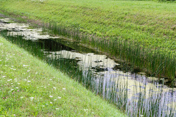 Ditch with green grass. Overgrown ditch, irrigation ditch cleaning, maintenance concept