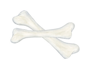 Watercolor clipart of a bone. High quality illustration for a scary Halloween night. Medicine anatomy illustration.