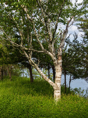 Birch tree with spreading branches by the water rooted in green vegetation at Robert G. Wehle State Park in New York state, USA.