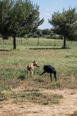 Ivo, the spanish greyhound with friends running and playing in a park