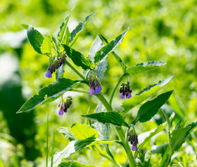 Close-Up of Purple Common Comfrey (Symphytum officinale) Flowers in England