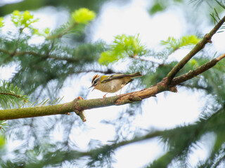 A Common Firecrest (Regulus ignicapilla) Perched on a Branch in England