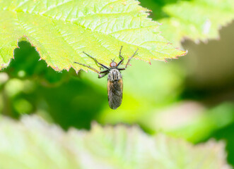 Dance Fly (Empis Tessellata) Perched on Leaf in England
