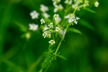 Close-Up of Cow Parsley (Anthriscus sylvestris) Blossoms in an English Meadow