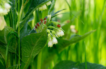 White Creeping Comfrey (Symphytum grandiflorum) Flowers Blooming in England