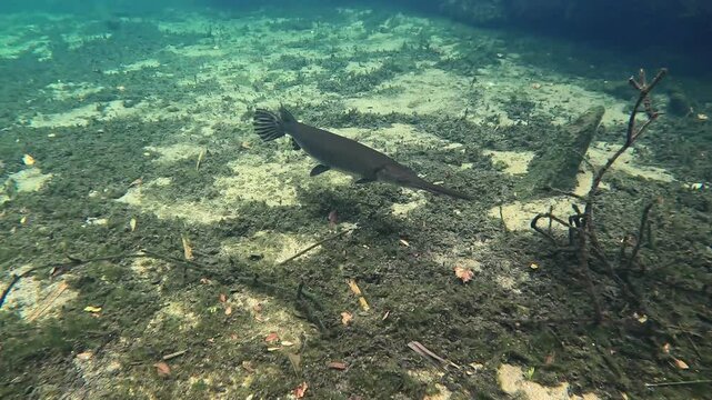 A school of Gar Fish in Blue Springs State Park