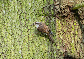 Eurasian Treecreeper (Certhia familiaris) Foraging on Tree Bark in England