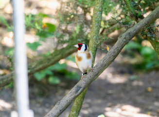 European Goldfinch (Carduelis carduelis) Perched on a Branch in England