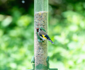 European Goldfinch (Carduelis carduelis) Feeding on Bird Feeder in England