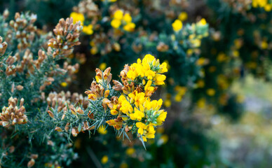 Bright Yellow Gorse Flowers (Ulex europaeus) Blooming in England