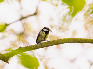 Great Tit (Parus major) Perched on a Branch in England