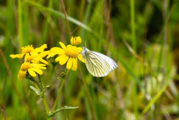 Green Veined White (Pieris napi) Butterfly Feeding on Yellow Wildflowers in England © RachelKolokoffHopper