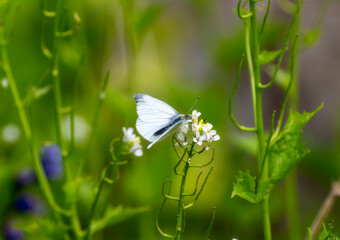 Green-Veined White (Pieris napi) Butterfly on White Flowers in England