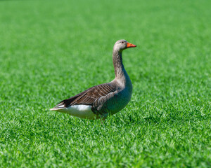 Greylag Goose (Anser anser) Standing in a Field of Green Grass in England