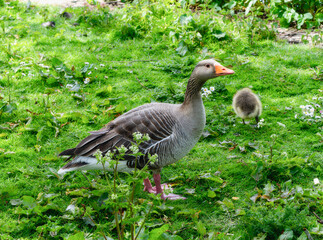 Greylag Goose (Anser anser) and Gosling on Green Grass in England