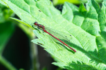 Red Damselfly (Pyrrhosoma nymphula) Resting on a Leaf in England