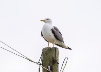 Lesser Black-Backed Gull (Larus fuscus) Perched on a Utility Pole in England