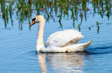 A Mute Swan (Cygnus olor) Swimming in England's Tranquil Waters