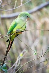 the female superb parrot has a green body  and an orange beak