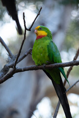 the superb parrot has a green body with red under its neck and yellow forehead and chin