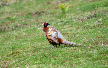 A Ring-Necked Pheasant (Phasianus colchicus) Foraging in an English Meadow