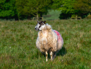 A Single Sheep Grazing in a Lush Green Field in Rural England
