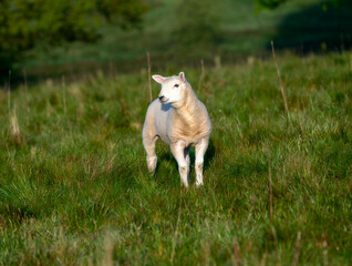 Single Lamb Grazing in a Green English Field