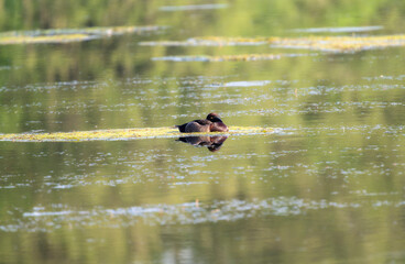 Tufted Duck (Aythya fuligula) Resting on a Log in an English Lake