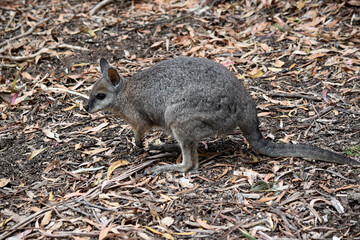 the tammar wallaby  has dark greyish upperparts with a paler underside and rufous-coloured sides and limbs.