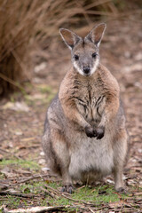the tammar wallaby  has dark greyish upperparts with a paler underside and rufous-coloured sides and limbs. The tammar wallaby has white stripes on its face.