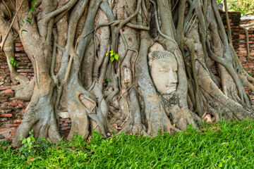 Buddha head in the tree roots in Ayutthaya historical park Wat Mahathat temple, Thailand, Asia. Travel and tourism destination. Landmark of ancient Buddhist temple in Asia
