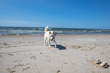 American White Shepherd Enjoying a Sunny Day on a Serene Beach with Waves and Sandals in the Foreground