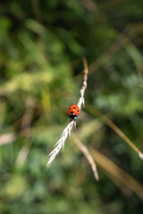 Ladybug Climbing a Blade of Grass in a Sunlit Meadow