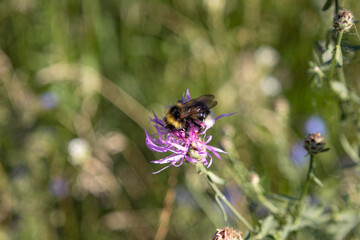 Close-Up of a Bumblebee Pollinating a Purple Wildflower in a Meadow