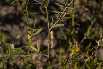 Close-Up of a Grasshopper Perched on a Plant Stem in a Sunny Field