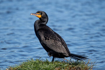 A double crested cormorant in the sun.