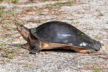 A florida softshell turtle basking in the sun.