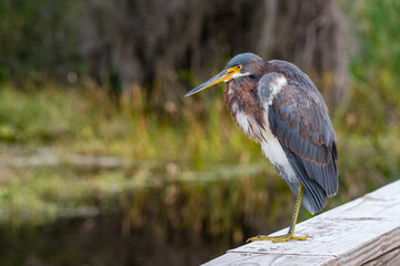 A reddish egret at Orlando Wetlands park