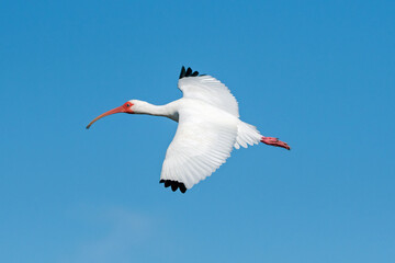 White ibis flying over Merritt Island.