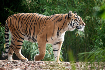 the tiger has gold and black stripes
