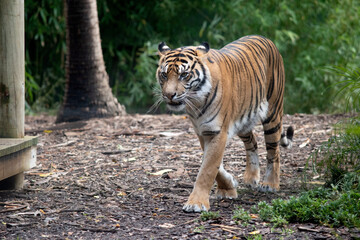 Tigers are powerful hunters with sharp teeth, strong jaws and agile bodies.